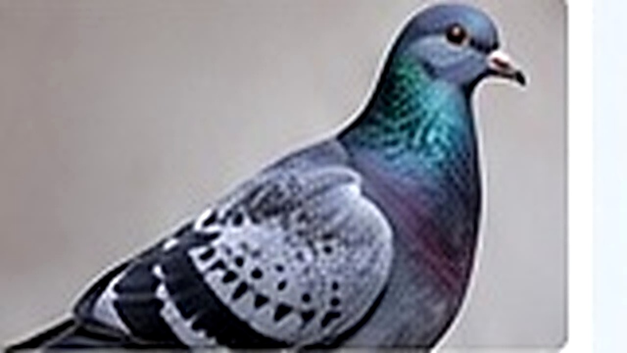 Bird Control